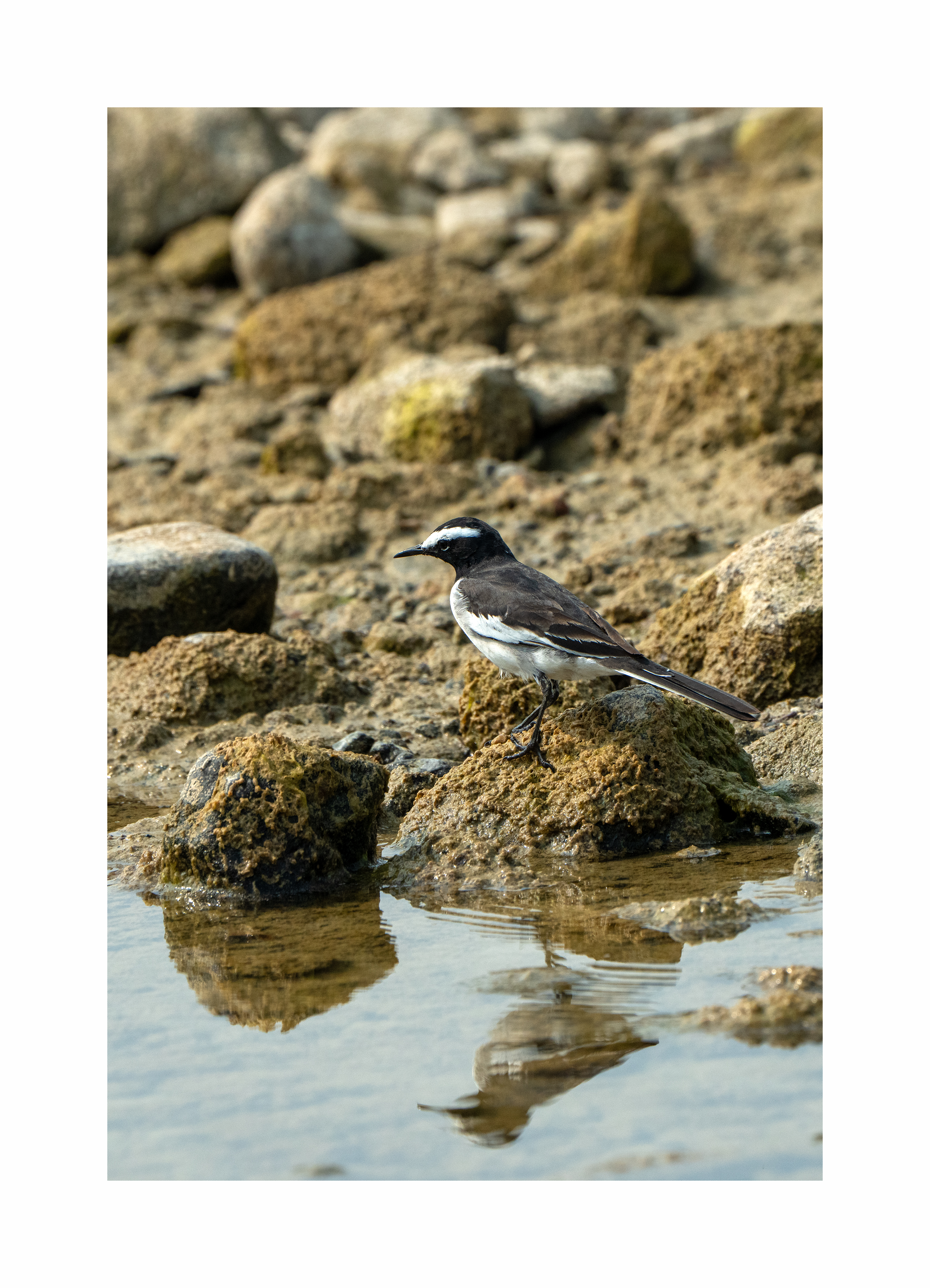 BPCL - Bina Biodiversity Study 22